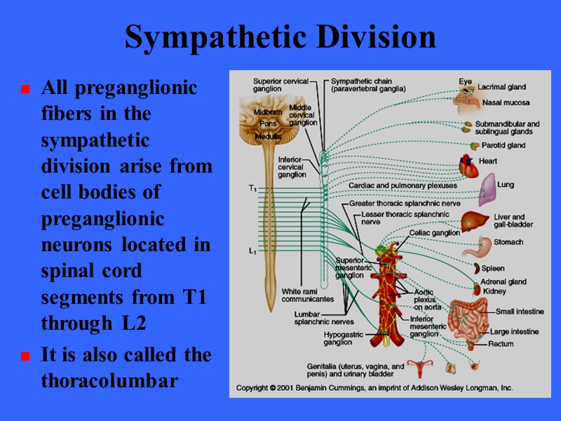Sympathetic Division  All preganglionic fibers in the sympathetic division arise from cell bodies